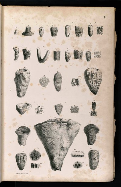 Tabela de Georg August Goldfuß